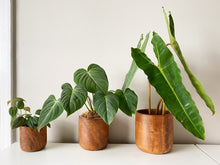 Load image into Gallery viewer, PLUMARA Wooden Plant Pot