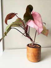 Load image into Gallery viewer, PLUMARA Wooden Plant Pot