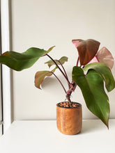 Load image into Gallery viewer, PLUMARA Wooden Plant Pot