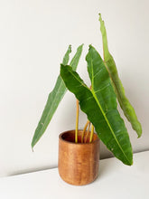 Load image into Gallery viewer, PLUMARA Wooden Plant Pot