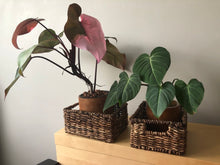 Load image into Gallery viewer, MONACO (Set of 5) Storage &amp; Utility Baskets
